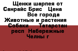 Щенки шарпея от Санрайс Брис › Цена ­ 30 000 - Все города Животные и растения » Собаки   . Татарстан респ.,Набережные Челны г.